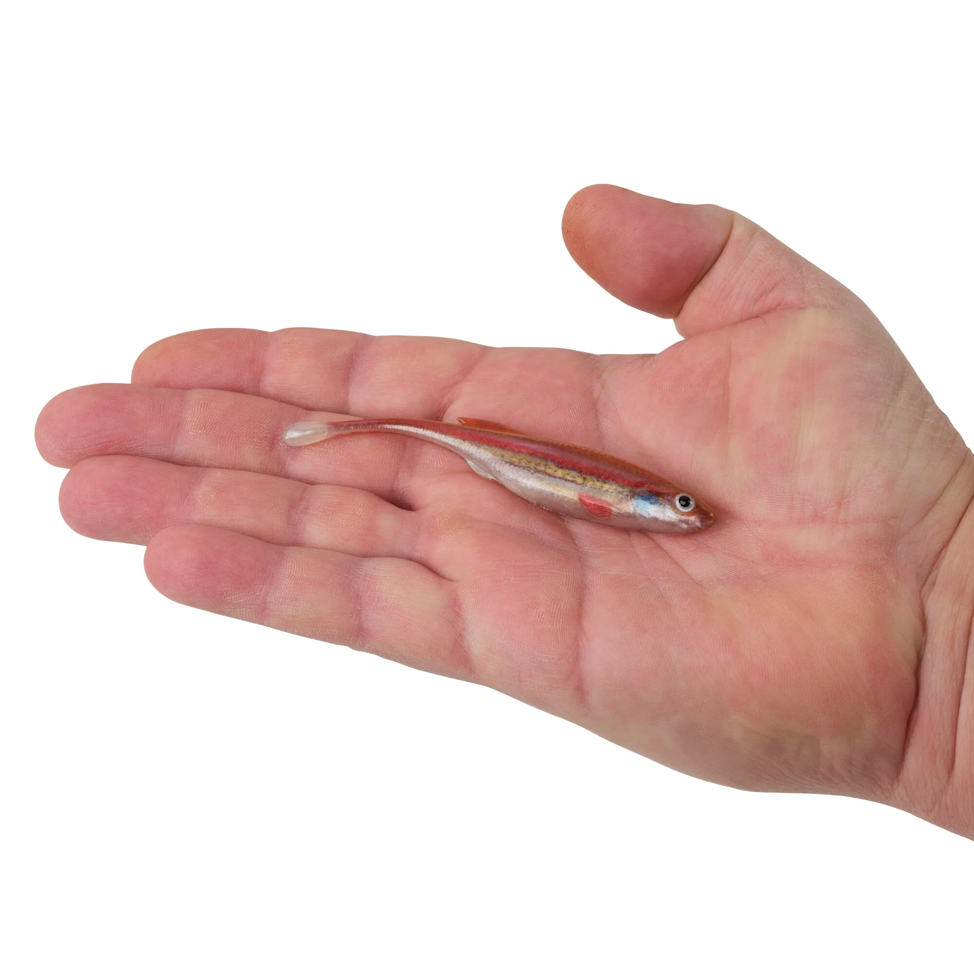 Berkley PowerBait® Drip Minnow - Image 95